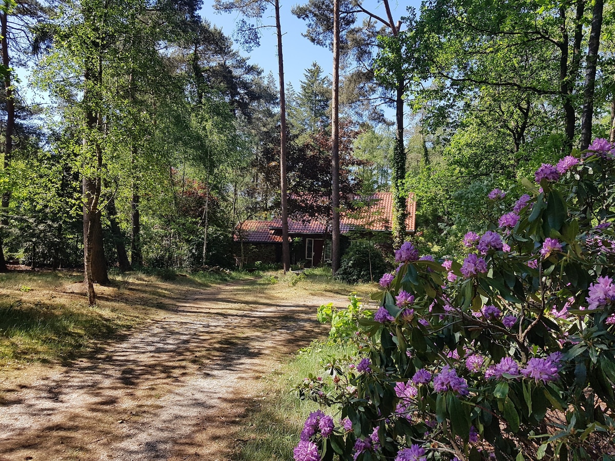 A rustic path winds through a natural landscape, framed by lush greenery and tall trees. A charming house with a red-tiled roof is nestled among the trees, partially obscured by vibrant bushes blooming with purple flowers.