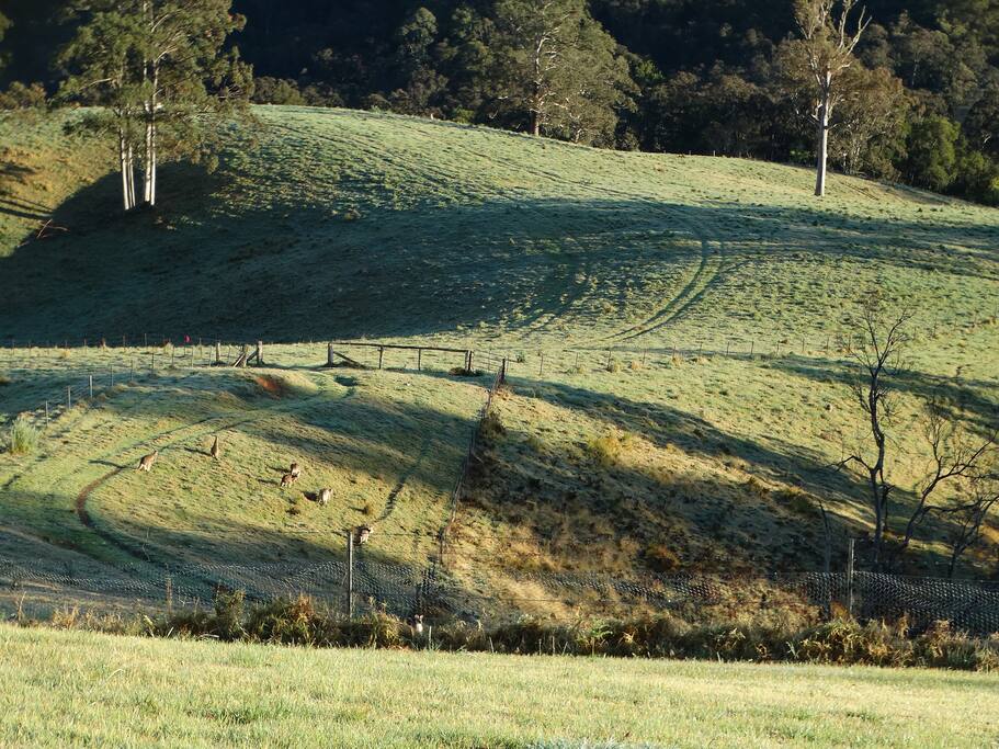 Some of the locals basking in the morning sun!