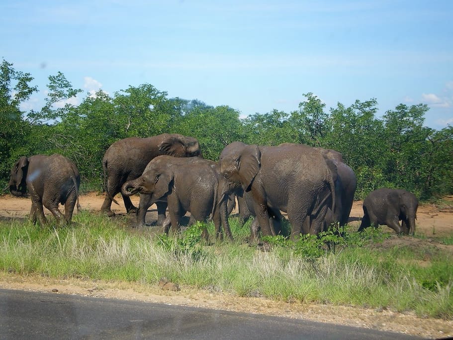 Big 5 Game Reserve