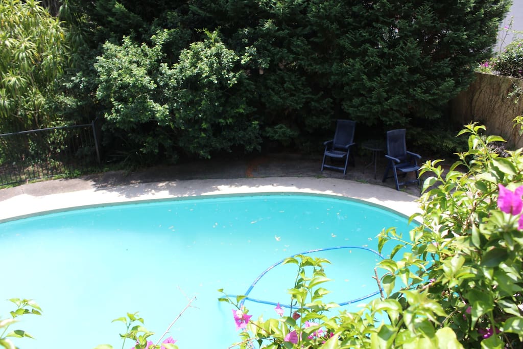 Large backyard pool