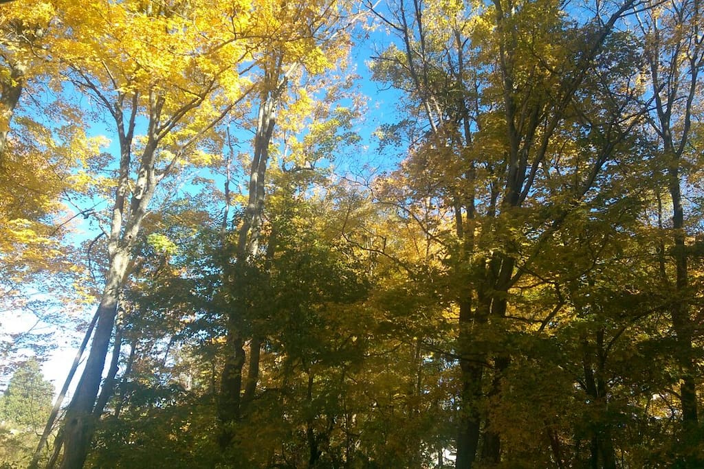 October view out of the guest room window.