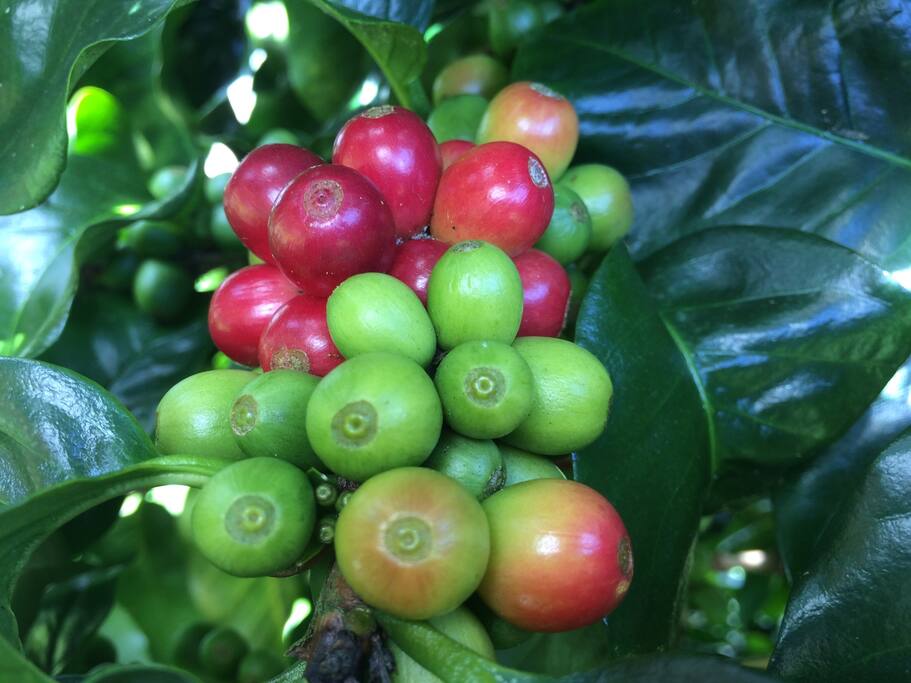 Coffee Tree at the Front Yard