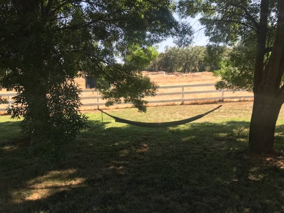Relaxing hammock in front yard