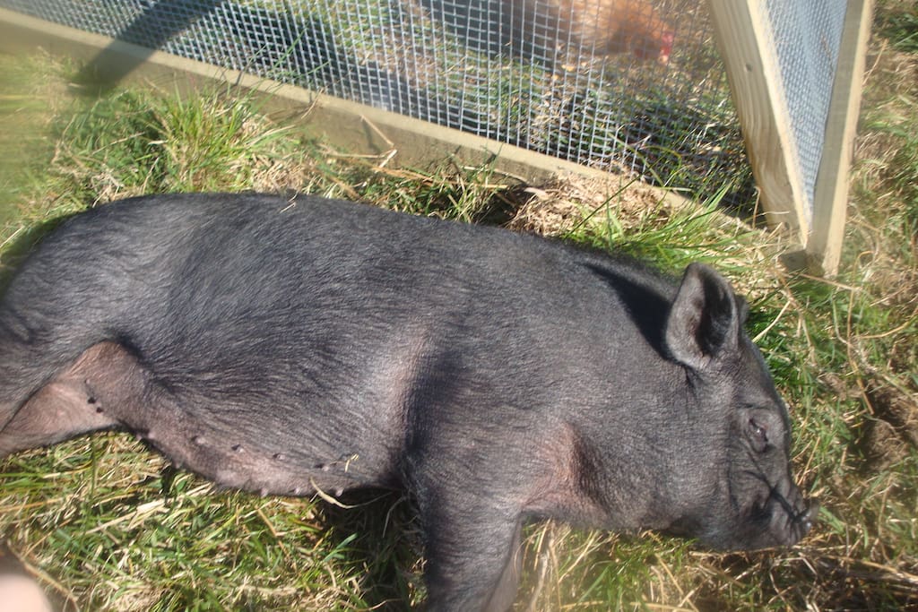 Pig resting at Letterfrack Farm.