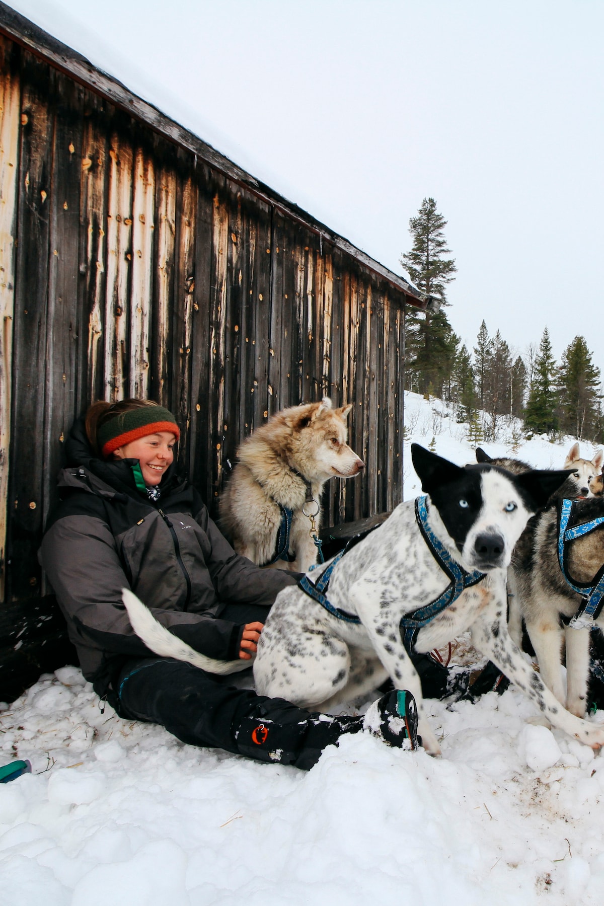 airbnb animal experiences airbnb animal experiences