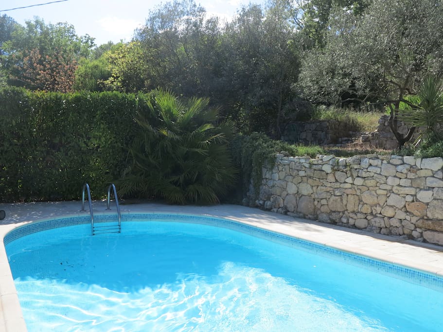 La piscine et son petit palmier