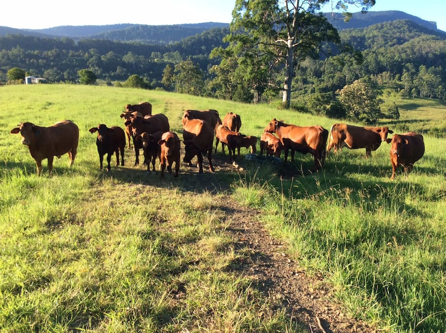 Some of our herd