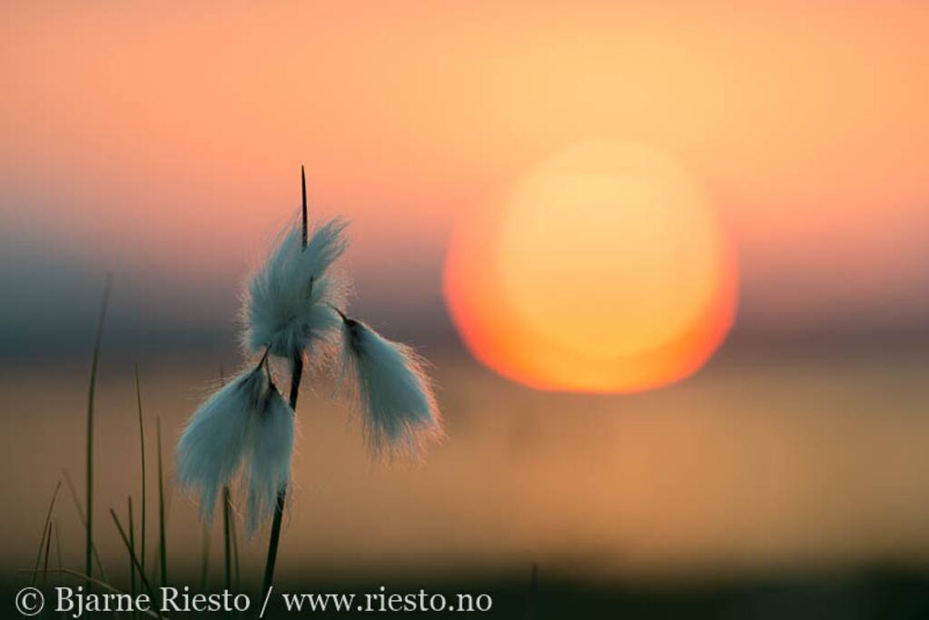 Experience the midnight sun