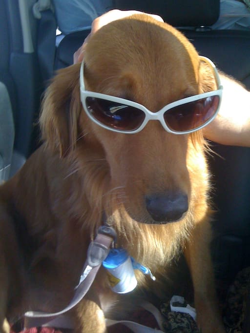 Pets are welcome
No charge, size or weight limit
