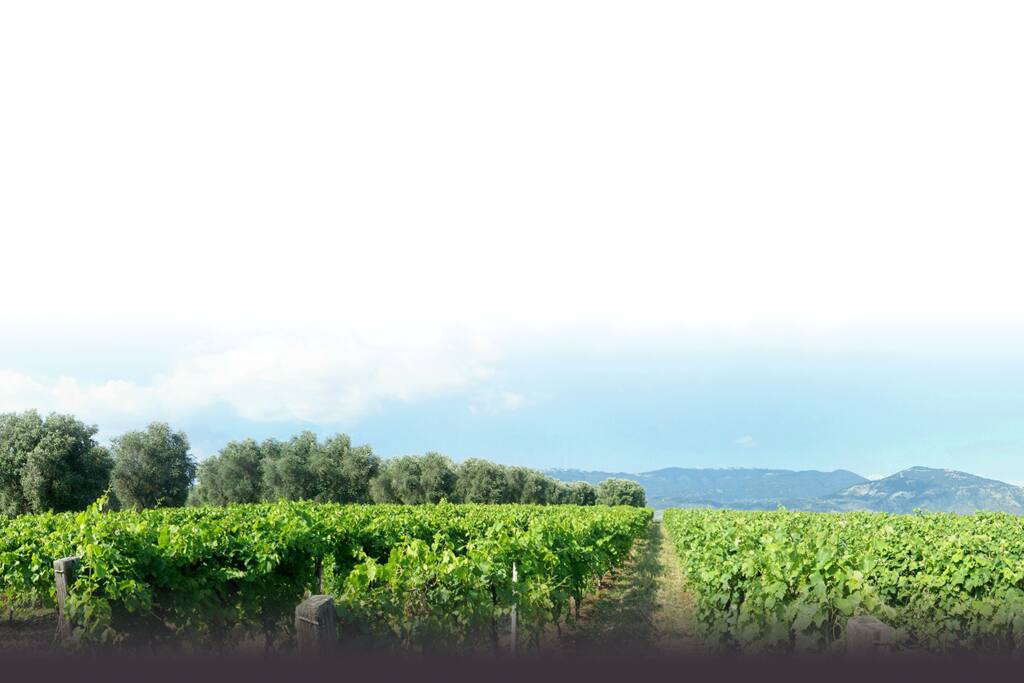 I nostri Vigneti