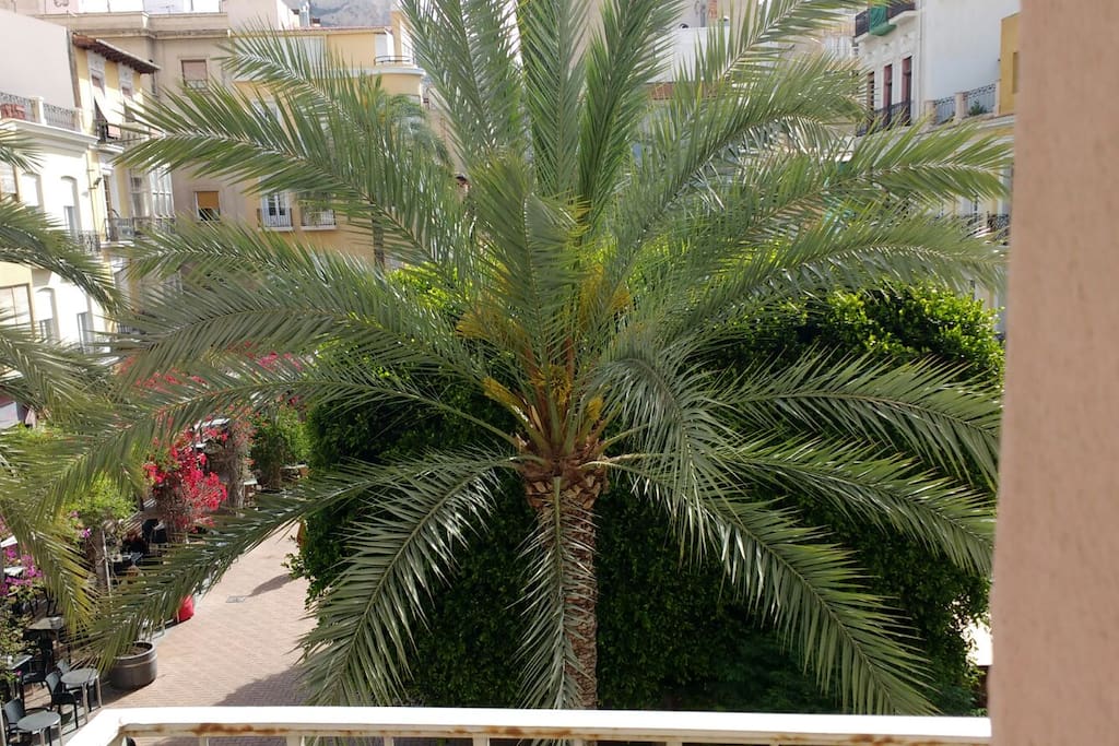 Una hermosa palmera desde el soleado salón del apartamento.