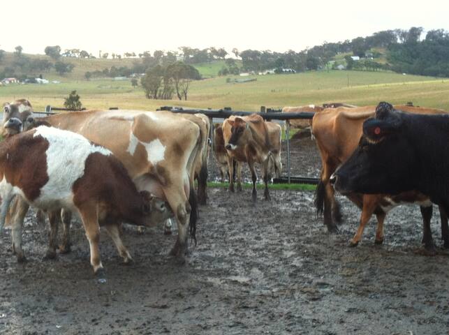 "Ayr" farm. Close to major tourist attractions.