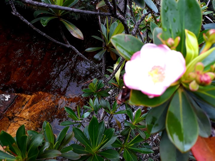 منطقة المعيشة