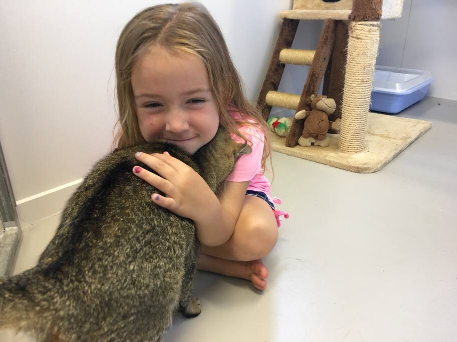 Enjoy a cuddle with our resident cats we are caring for while their parents are away on holiday.
