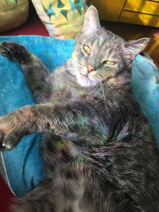 Like cats? Booking this listing entails cat sitting for this cuddle bug.