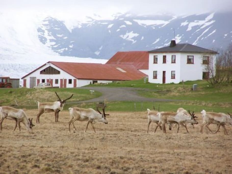 Reindeer in front of the guesthouse in the winter