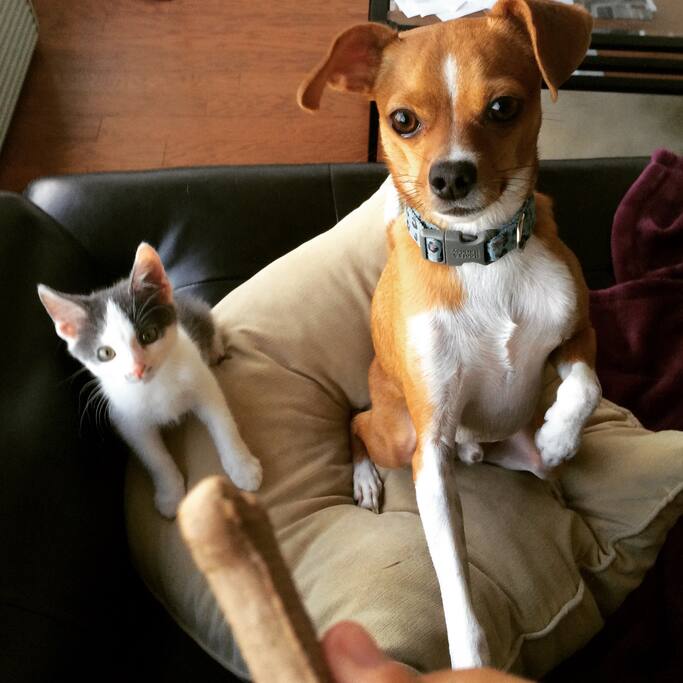 Friendly cat and dog. They will not be in your living area. ( Cat is full grown now)