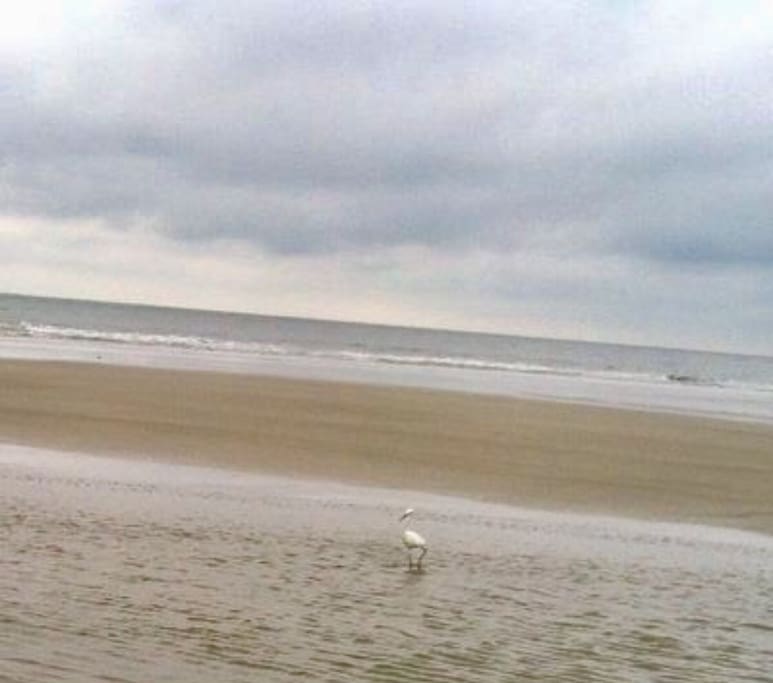 You will find miles of beach at Beautiful HHI