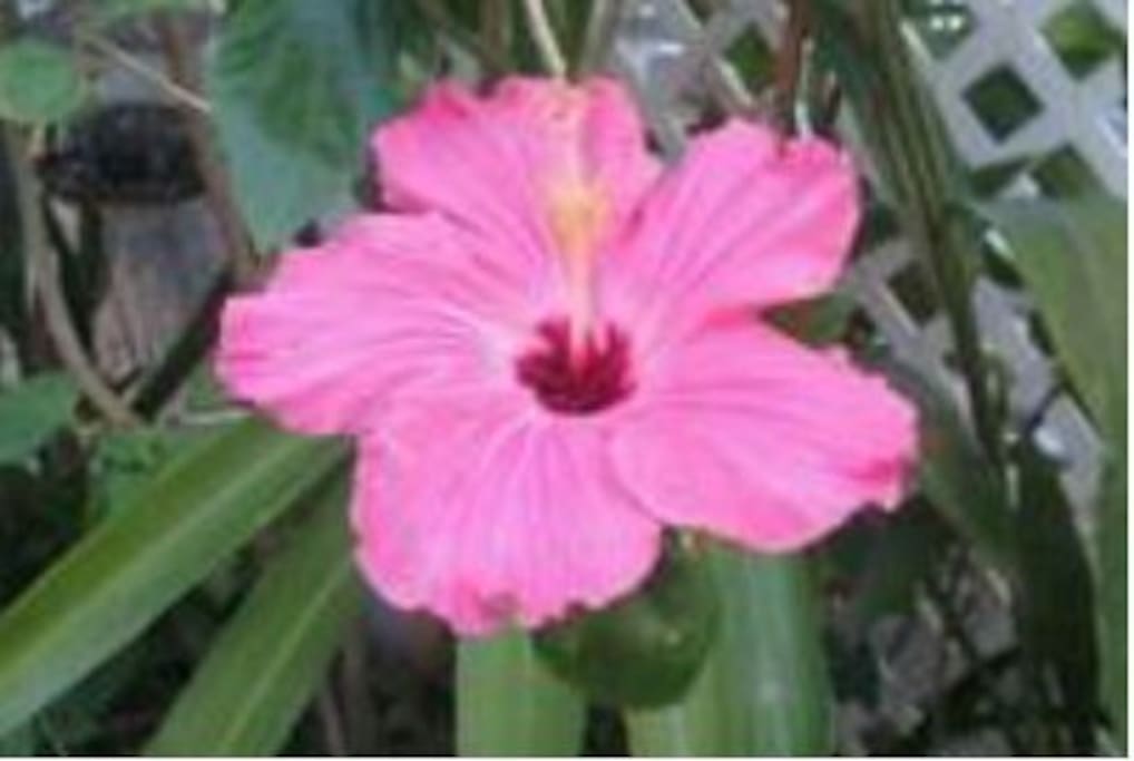 A beautiful Hibiscus flower in our garden :)