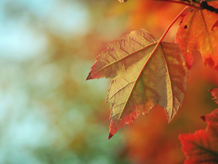 Autumn in the mountains
