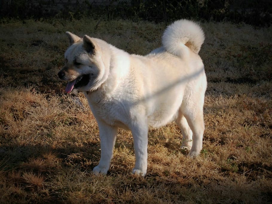 my dog . Diva is her name