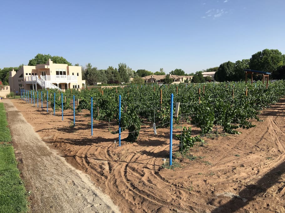 Casita in the middle of the vineyard