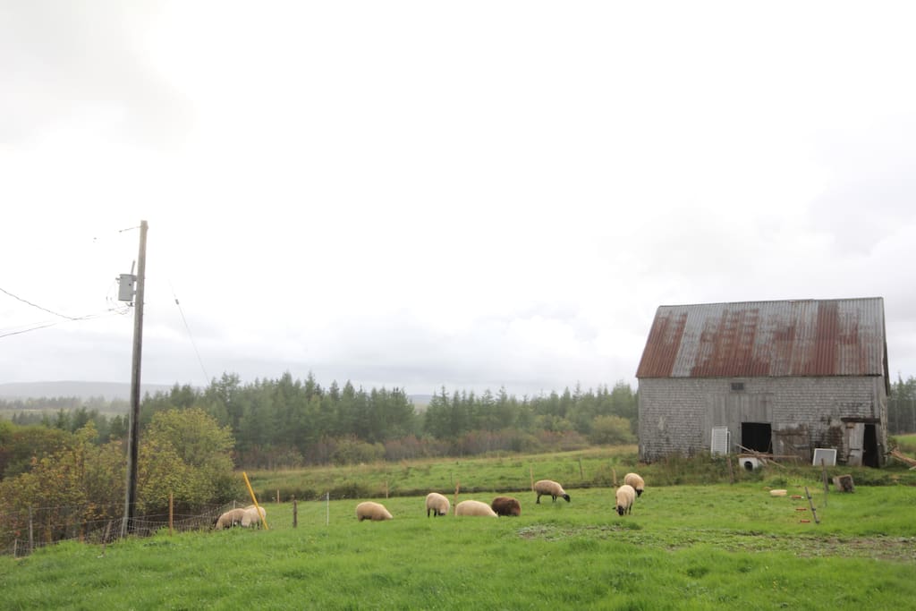 Sheep Grazing in the Front Yard