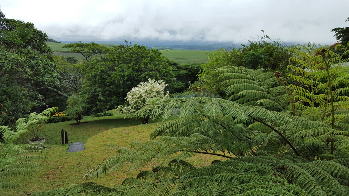 Lush greenery is displayed across the landscape, featuring ferns in the foreground and a variety of trees in the background. Rolling hills are visible in the distance, partially shrouded in mist. A serene atmosphere is conveyed by the tranquil scene.
