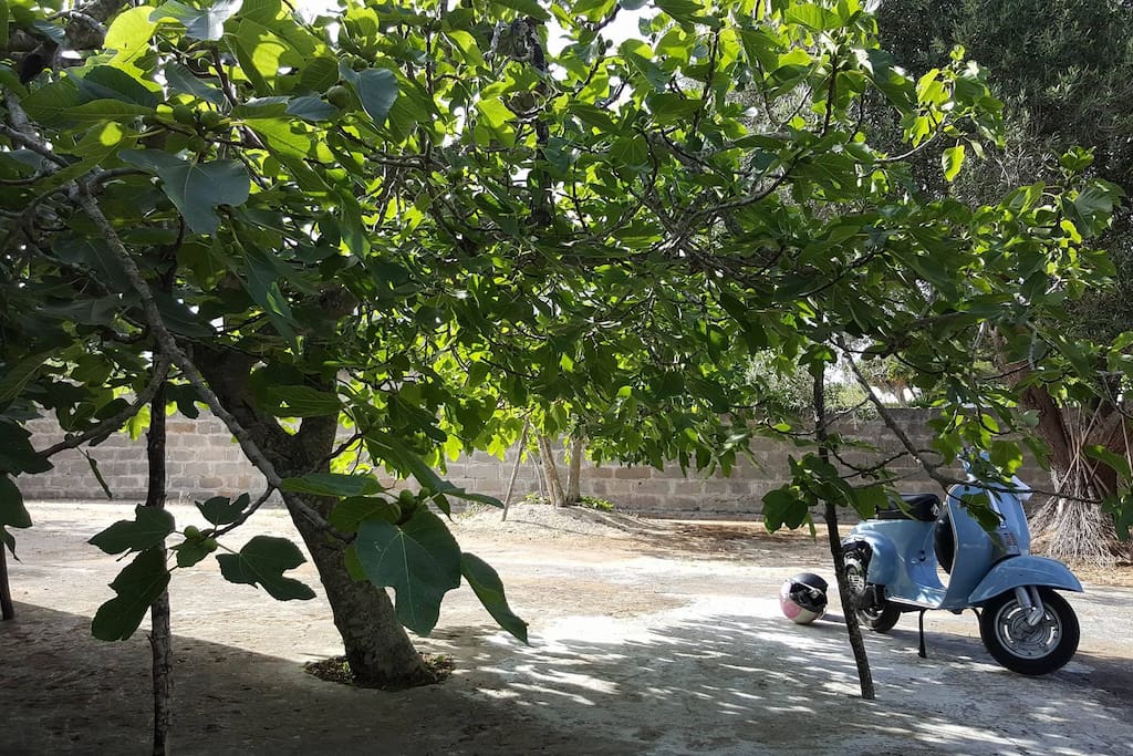 Il Fico verde, l'ombra del giardino
