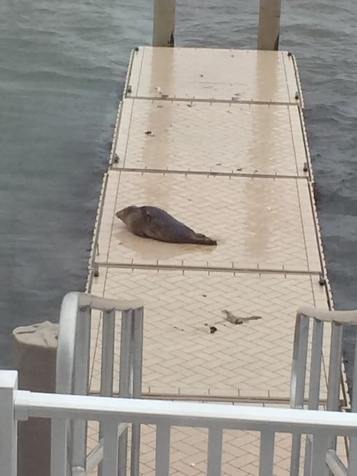 Baby seal on boat dock. Someone fed it, comes faithfully often.