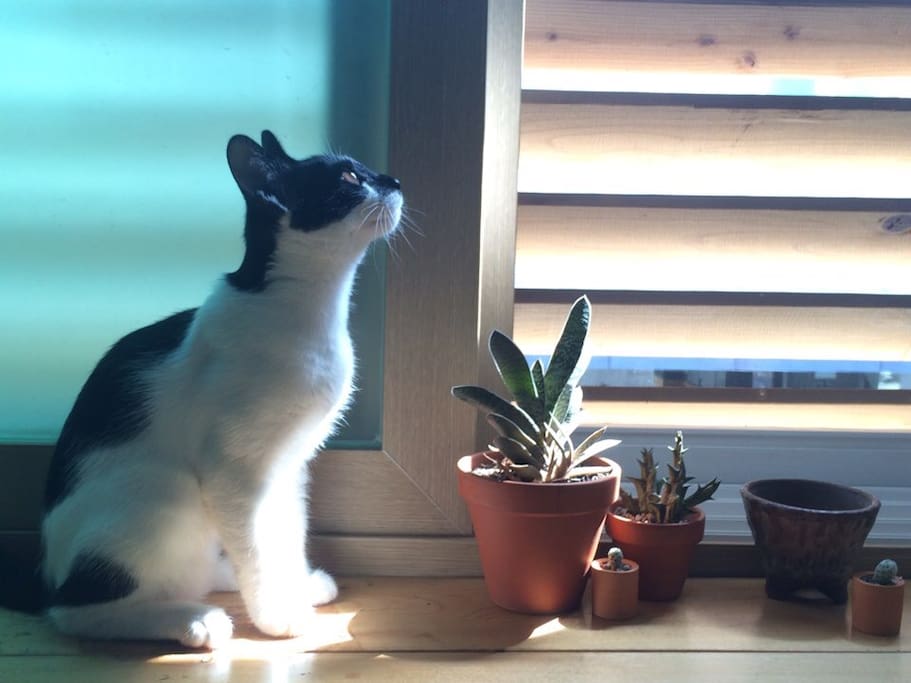 cat ang-kko