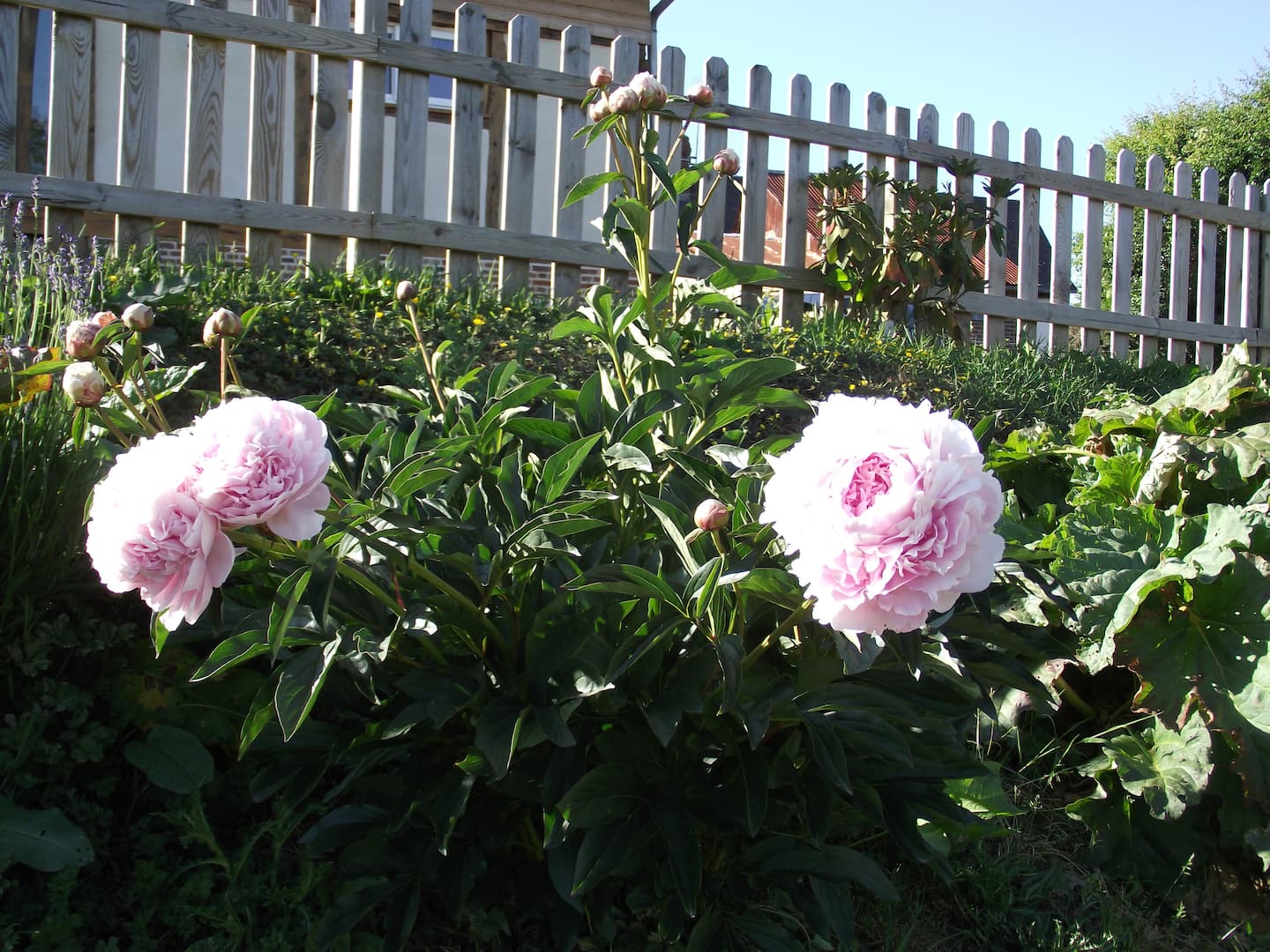 Le jardin