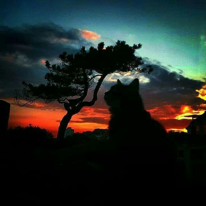 Our gorgeous Norwegian Wildcat Tiger meditating in the sunset from our garden.