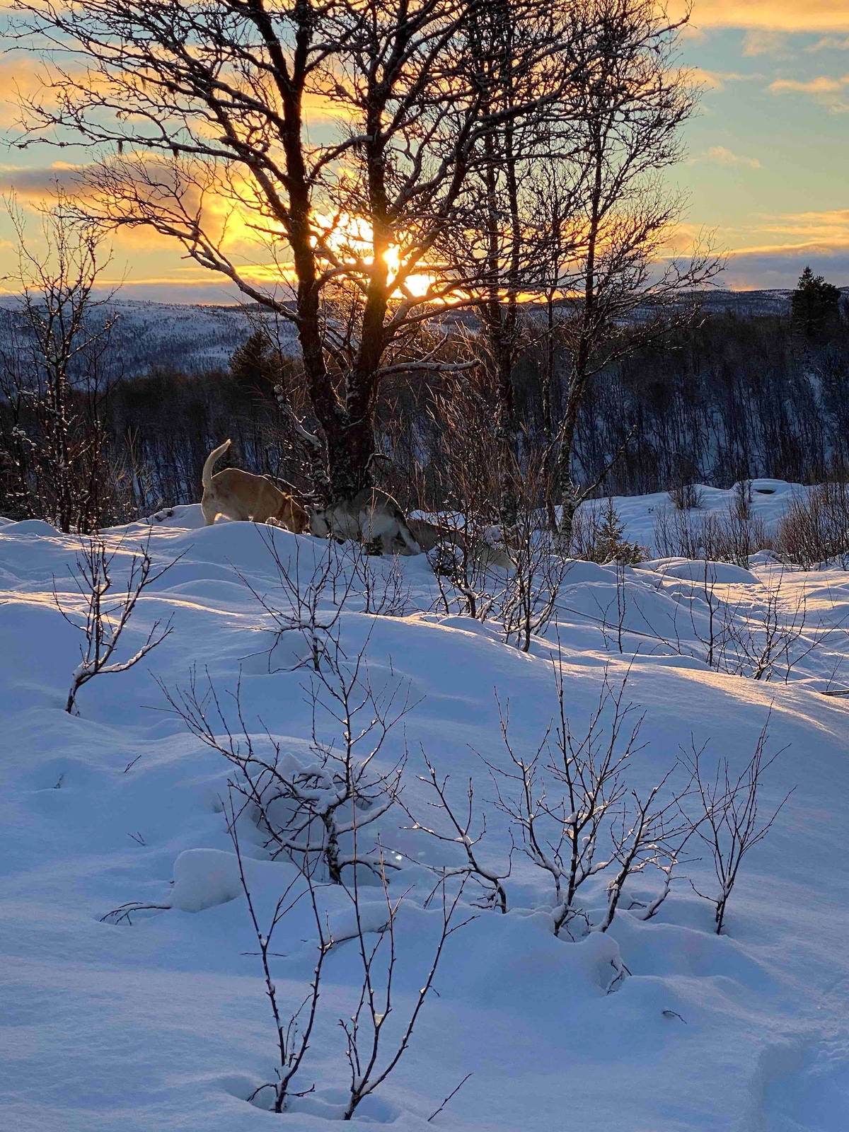 A winter landscape is displayed, featuring soft snow blanketing the ground. Silhouettes of bare trees frame the scene, with a golden sun setting in the background, casting warm light over the snowy terrain. Shadows create a serene atmosphere in this remote mountainous area.