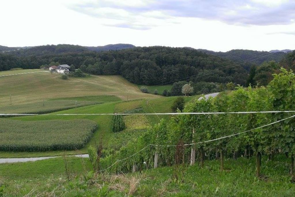 our vineyard
