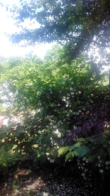 garden