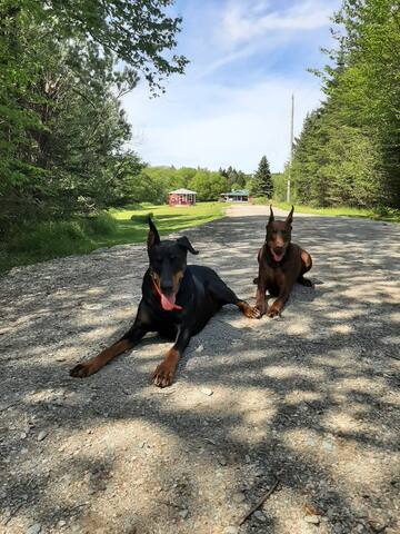 Cape Enrage Fundy Ocean Cottage & Bunkie Sleep 10 gallery image 3