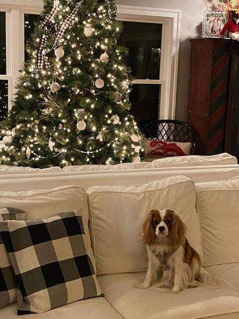 Spaniel Hill; cozy hilltop home w privacy & views
