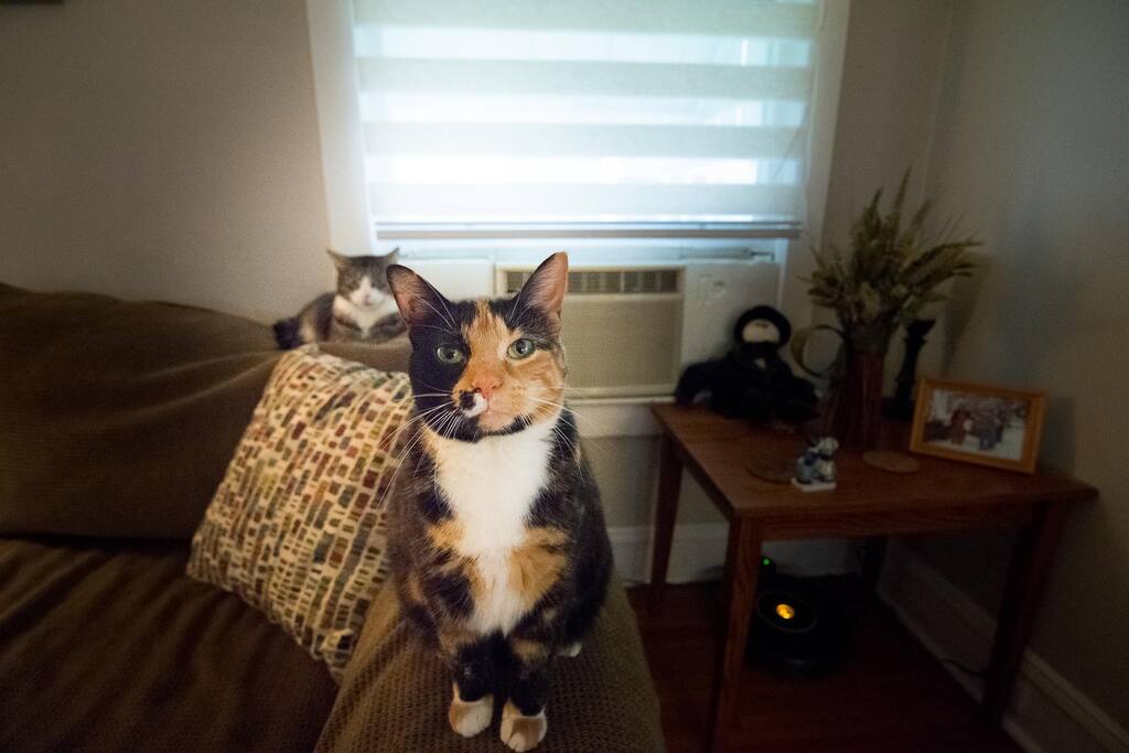 Mini and Jack Your Host