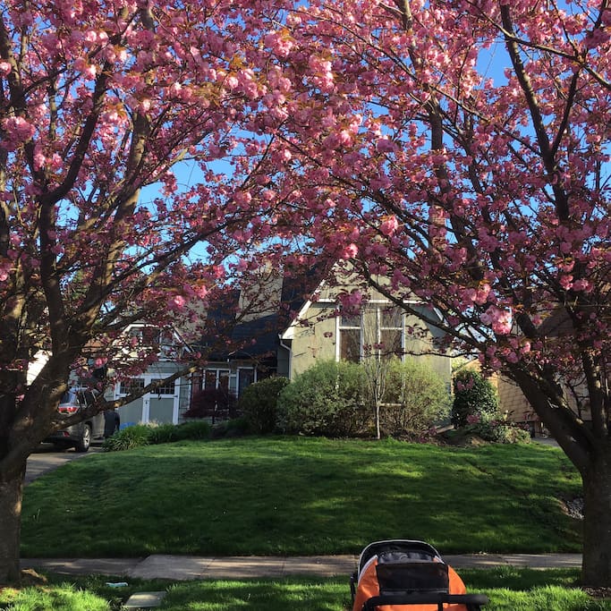 Cherry blossoms in March 2016