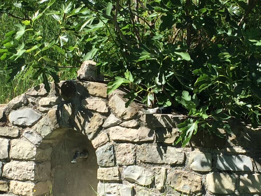 fontaine devant la terrasse