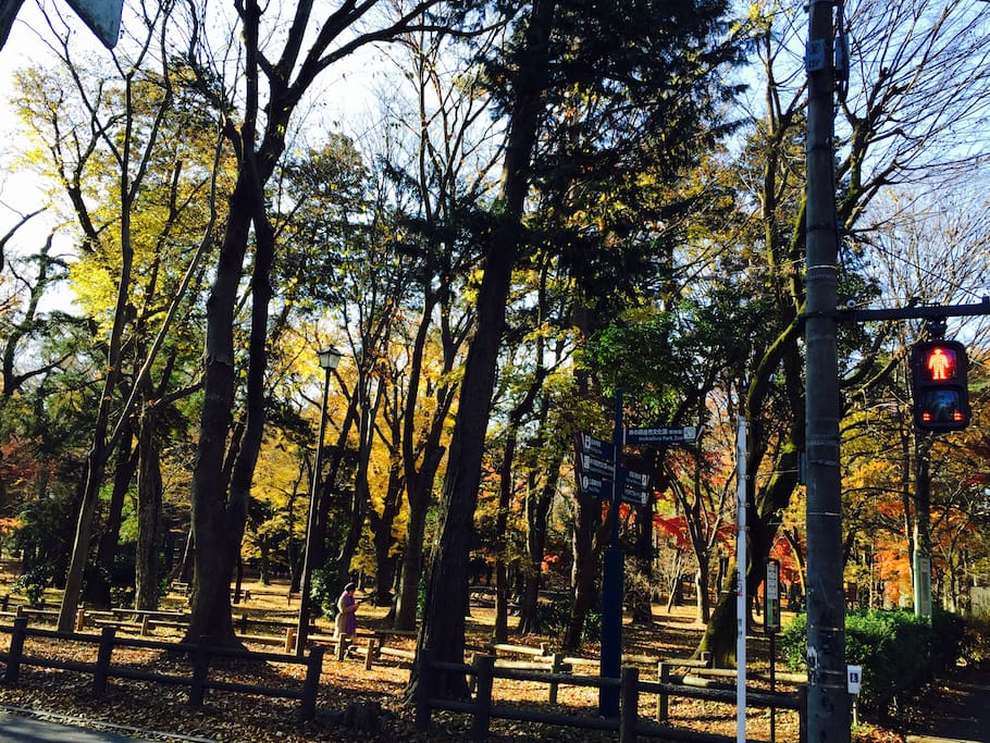 Inokashira park in Autumn.