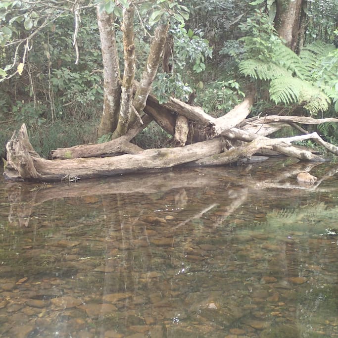 Crystal clear Vine Creek wraps around the house.