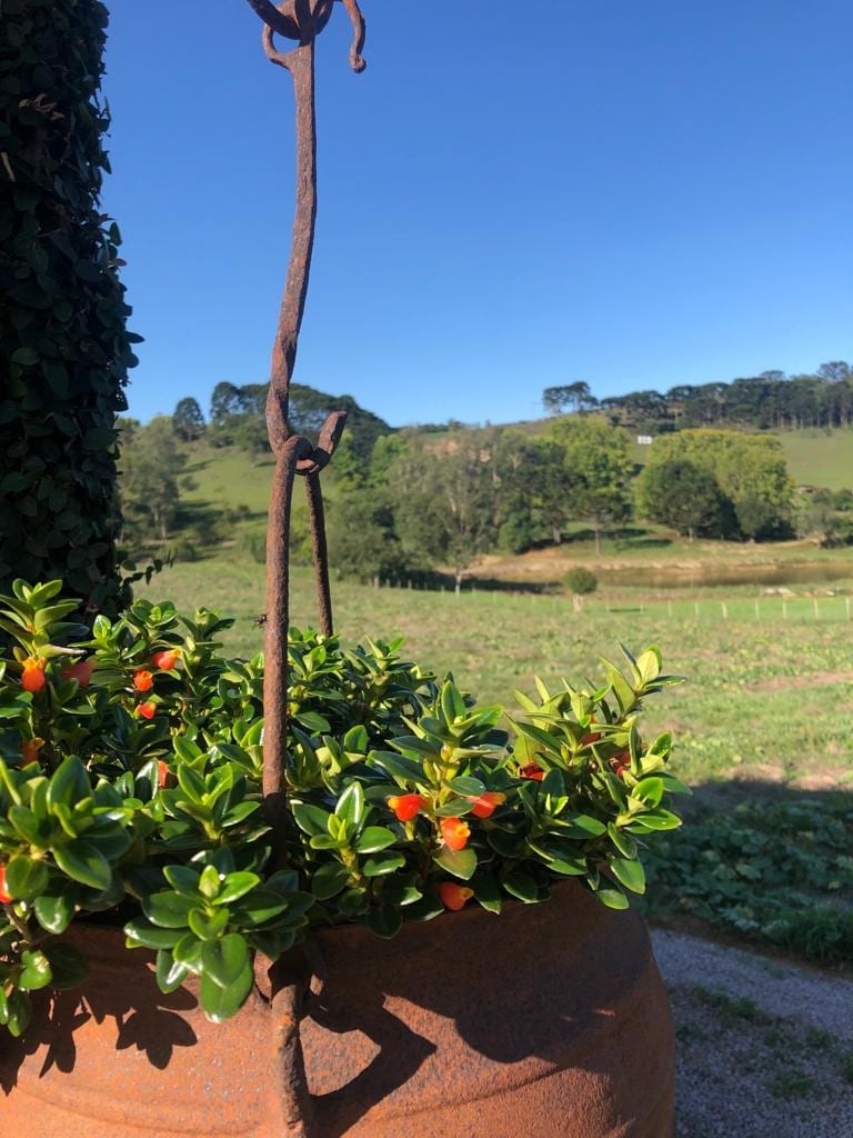 A terracotta pot is adorned with vibrant green foliage and small orange flowers. The background features rolling hills and lush greenery, providing a serene rural landscape under a clear blue sky.