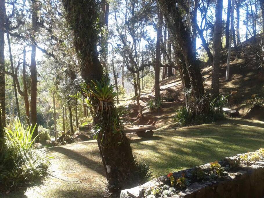 Bosque agradável para passeio.