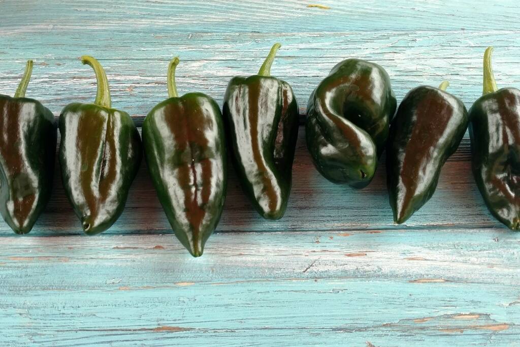 garden bounty!