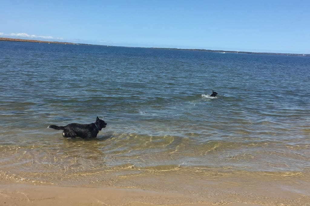 So many beaches within a 10 min drive- this is Charlie & Harry swimming