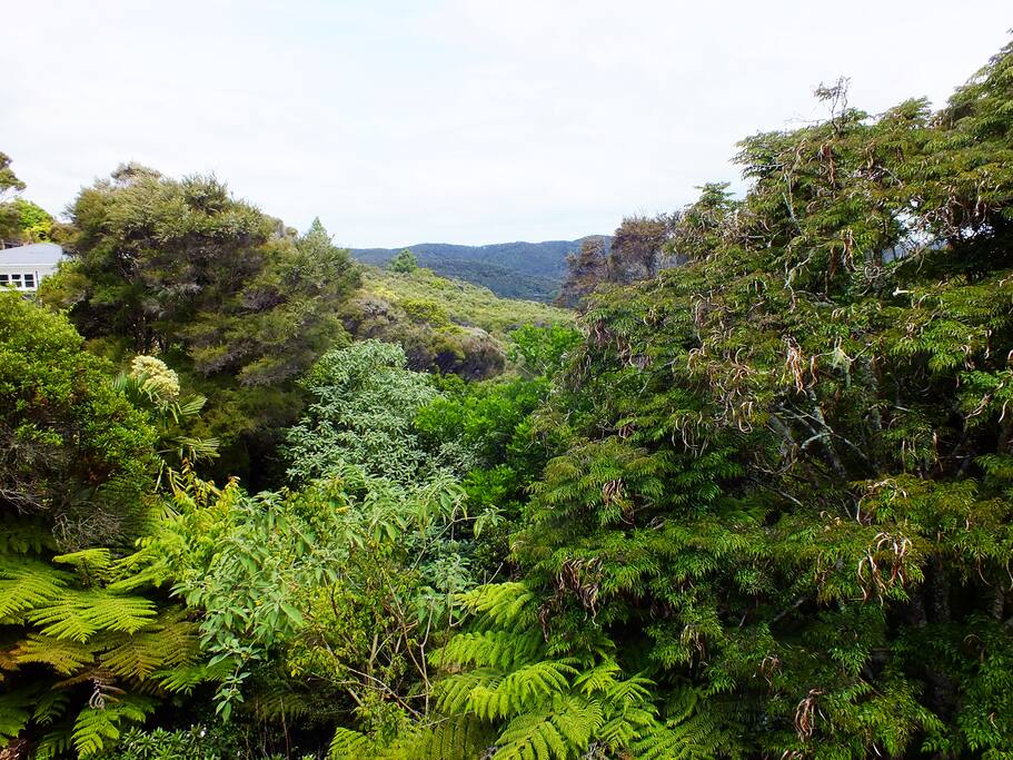 Can you hear the Tui in the trees.