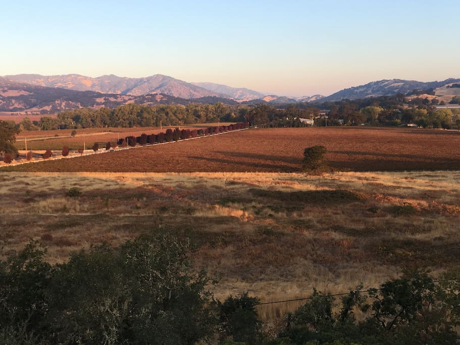 Vineyard views at Thanksgiving