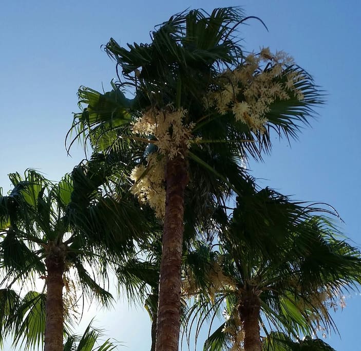Palm trees